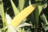 Yellow Corn