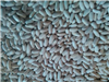 White Beans