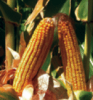 Corn