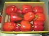 Sweet Pepper