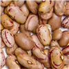 Cranberry Beans