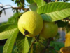 Guava